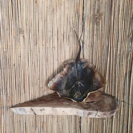 Casa Olivia Affittacamere Lunca (Dobruja)